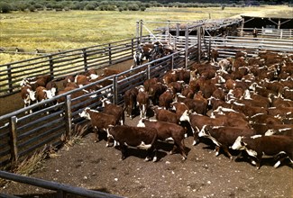 Cattle in corral waiting to be weighed before being trailed to railroad