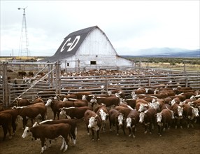 Cattle in corrals on ranch