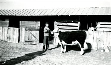 Child with Cattle ca 1936