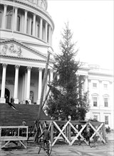 Christmas Tree at the U.S. Capitol