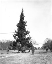 Christmas tree outside White House ca. 1923
