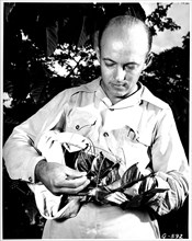 Coffee Flower being Pollinated 1949
