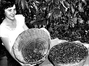 Coffee harvest. The pickers select the ripe red cherries leaving the green
