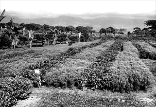 Coffee Trees in Three Rows Coffee Plantation