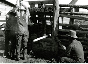 Cowboys Branding Cattle 1936