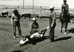 Cowboys with with Tied Cow ready for branding ca  1938