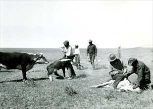 Cowboys Wrangling Cattle 1934