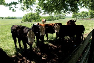 Cows enjoying the shade at Brookview Farm