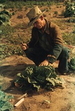 Farmer cutting a head of cabbage