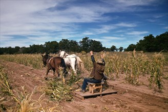 Farmer Harvesting new corn  New Mexico October 1940