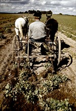 Farmer on horse drawn cart turning up pinto beans