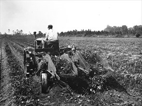 Farmer on tractor in field harvesting his crops