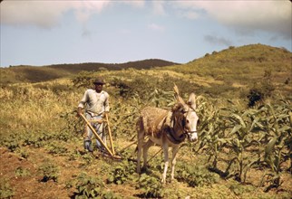 Farmer plowing his garden with one of the few plows used on the island
