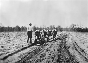 Farmer working a plow in a field drawn by animals