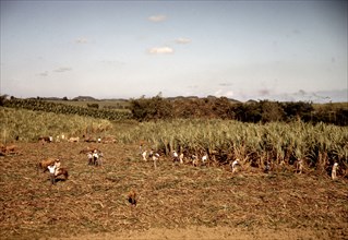 Farmers and laborers harvesting sugar cane cooperatively on a farm