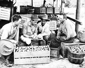 Farmers talking and looking at boxes of potatoes