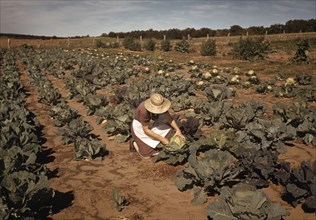 Farmers wife with homegrown cabbage New Mexico October 1940