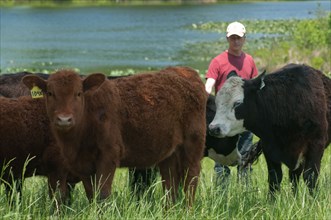 Grass-fed cattle graze on a farm
