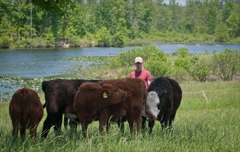 Grass-fed cattle graze on a farm
