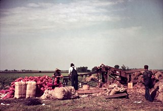 Grading and packing onions