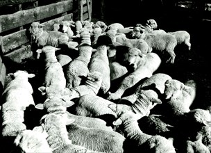 Herd of Sheep 1934