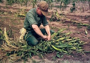 Homesteader tying corn into bundles on his New Mexico farm October 1940