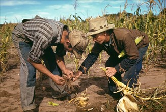 Homesteaders looking at roots of stalk of corn