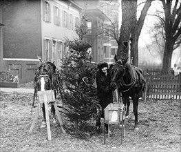 Horses eating and Christmas tree ca. 1927 or 1928