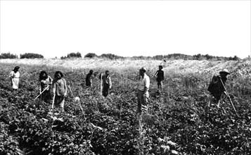 Laborers in Field ca 1936
