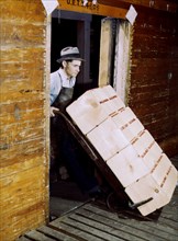 Loading oranges into refrigerator car at a co
