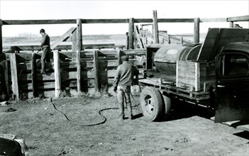 Man Hosing Cattle with Water from Truck 1934