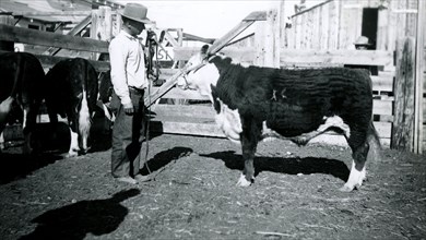 Man in Hat Looking at Cattle 1936