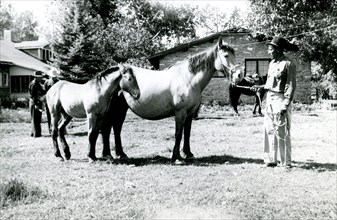 Man Leading Two Horses