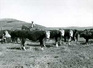 Man on Horseback Amid Cattle ca 1938