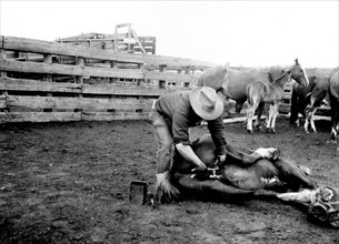 Man Operating on Horse ca 1948