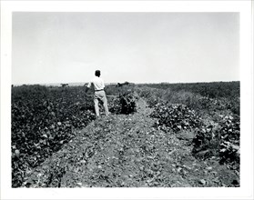 Man Working in Field ca 1948