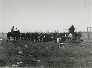 Men on Horseback Herding Cattle ca 1938