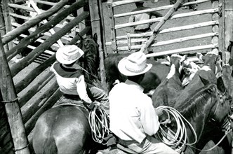 Men on Horses with Cattle ca 1938
