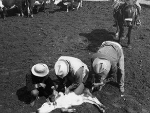 Men Vaccinating Cattle at Spring Branding Time ca 1936