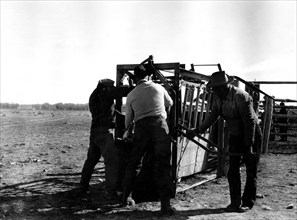 Men Working with Cattle 1934