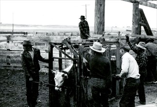 Men Working with Cattle ca 1938