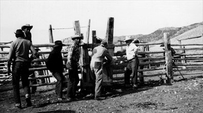 Men Working with Cattle ca 1948