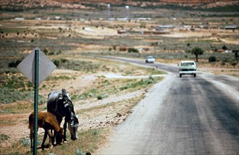 Northeastern Arizona 1972