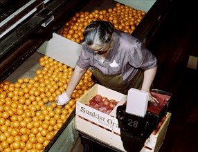 Packing oranges at a co-op orange packing plant