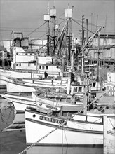 Part of the fleet of fishing boats