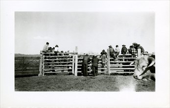 People Sitting On Fence with Bull in Foreground ca 1948