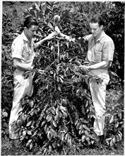 Photograph of Coffee Tree being Inspected