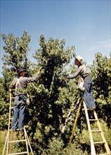 Pickers in a peach orchard