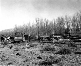 Pickup truck  with Open Door Near Fence and Cattle 1938