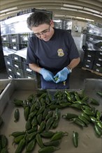 Agriculture Specialist inspects a shipment of peppers